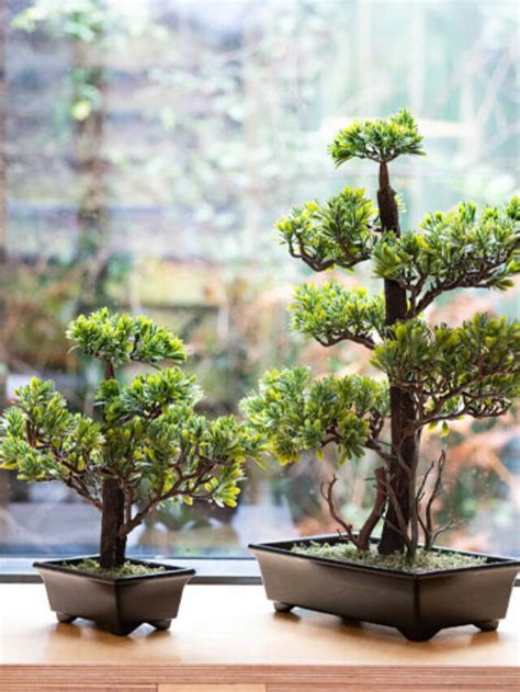 Exquisite Bonsai Plants Building And Interiors