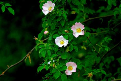 Rosa selvatica – Sentieri Natura Mussolente