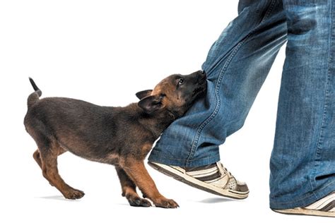 What To Do To Stop Dog Chewing