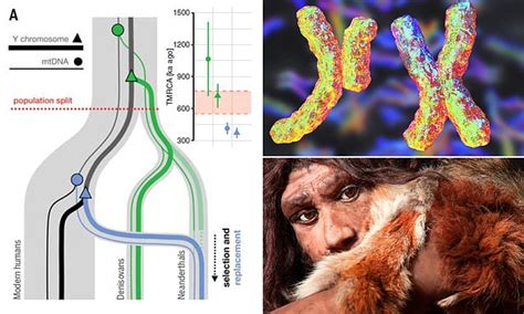 Genetics Neanderthal Male Sex Chromosomes Were Gradually Replaced By