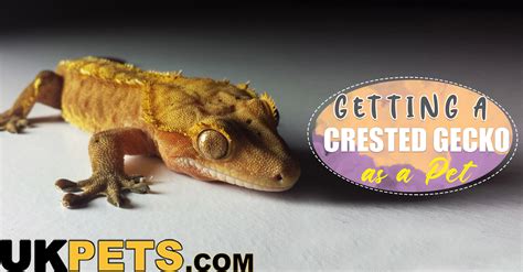 Crested Gecko as Pets | Breed Information, Care | UKPets