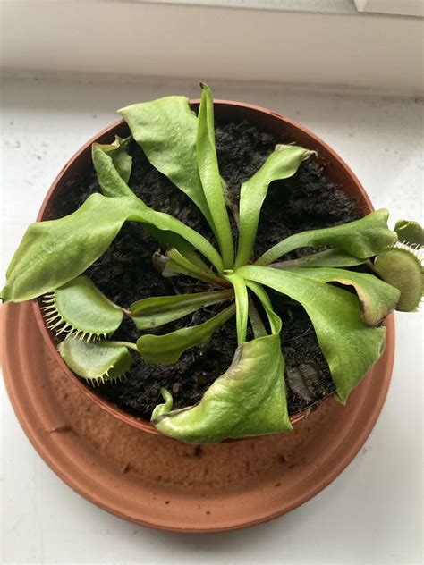 Help My Venus Fly Trap Is Dying And Don T Know How To Fix 57 Off