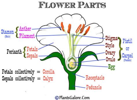 A Gardener's Dictionary from PlantsGalore.Com