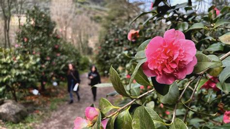 14 mila presenze al Borgo delle camelie è record storico