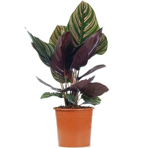 Buy Pinstripe Calathea Ornata Houseplant Free Uk Delivery