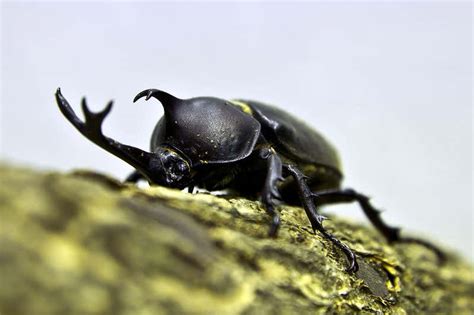 Rhinoceros Beetles Have Weird Mouth Gears That Help Them Chew New