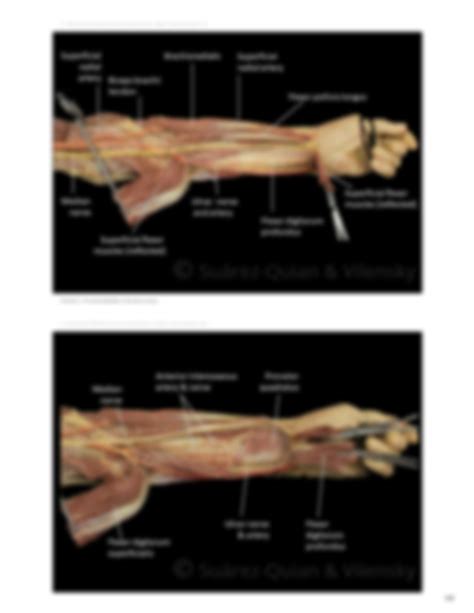 SOLUTION Anterior Compartment Of The Forearm Studypool