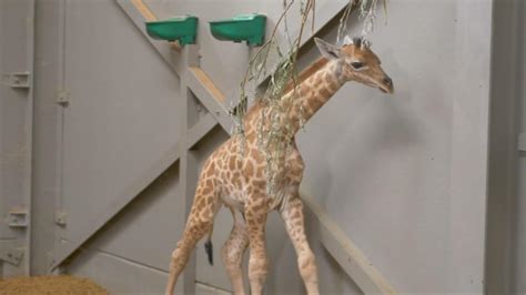 Belgian Zoo Welcomes Baby Giraffe Twiga