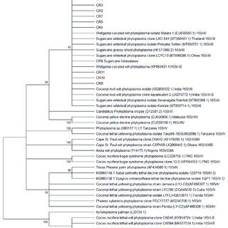 Phylogenetic Tree Inferred Using The Maximum Likelihood Approach Of S