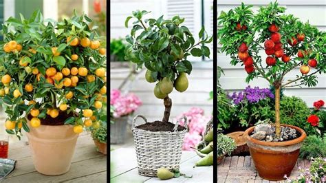 Top Best Fruits To Grow In Pots In Containers Youtube