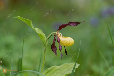 Frauenschuh Bild Bestellen Naturbilder Bei Wildlife Media