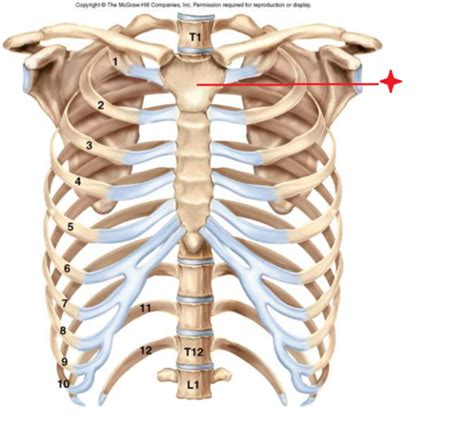 Thoracic Cage Flashcards Quizlet