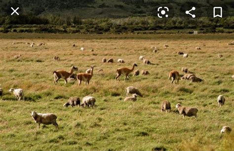 Soil Erosion By Animals