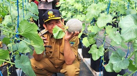 Asiknya Petik Buah Di Desa Kebocoran Banyumas Bupati Husein Berpesan