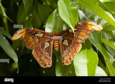 beautiful colorful big butterfly with brown wing Stock Photo - Alamy