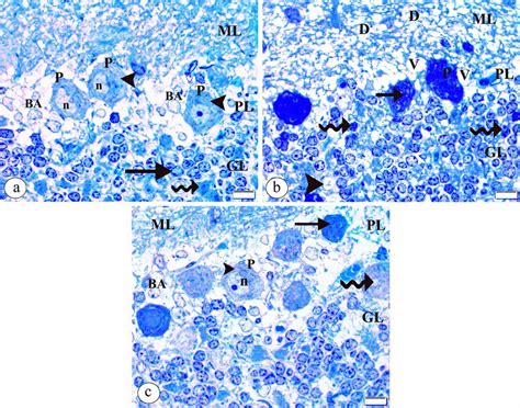 A Photomicrograph Of The Semithin Sections Of The Cerebellar Cortex In Download Scientific