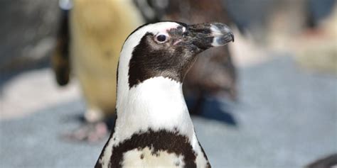 African Penguin Habitat