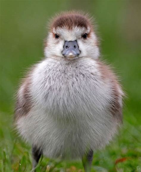 cutest baby wild animal