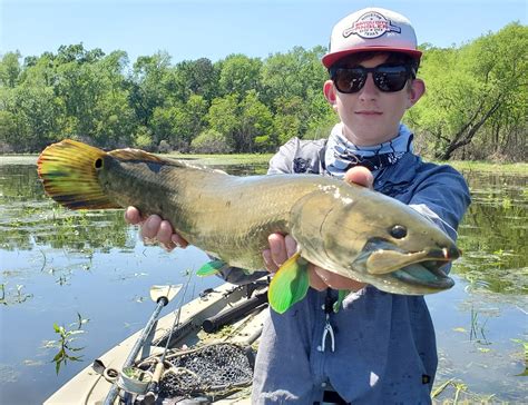 Fish Spotlight: Bowfin