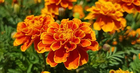 Marigold Flower Tagetes Growing Guides Tips And Information