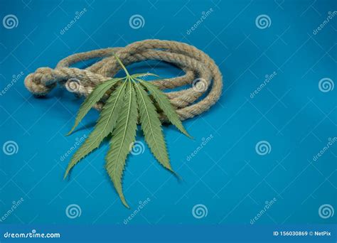 Natural Hemp Fiber Rope And Cannabis Leaf Stock Image Image Of Grass