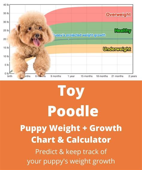 Toy Poodle Weight+Growth Chart 2024 - How Heavy Will My Toy Poodle Weigh? | The Goody Pet