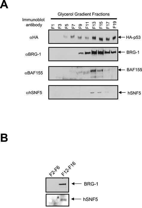 SWI SNF Complex Interacts With Tumor Suppressor P53 And Is Necessary