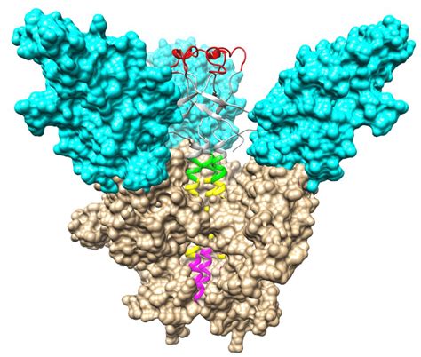 Structures Of Ebola GP Corresponding To The Pre Fusion And Fusion