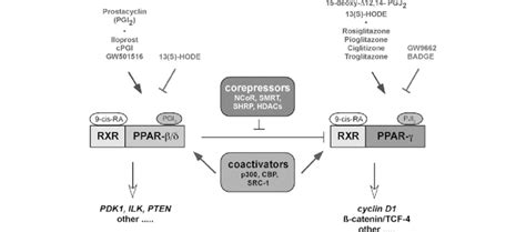 Interaction Of Pparc And Ppar D With Rxr Transcriptional Coactivators Download Scientific