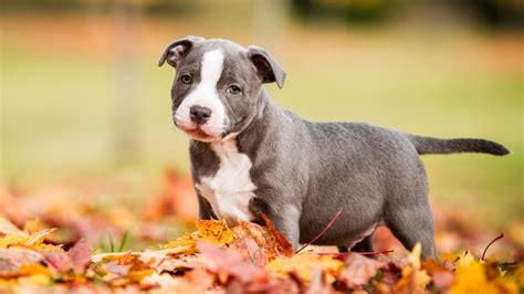 Staffordshire Bull Terrier Prix Caractère Alimentation Santé