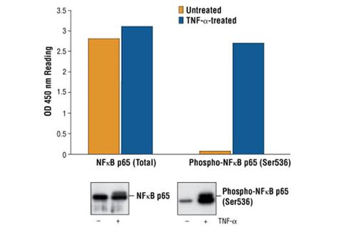 PathScan Phospho NF κB p65 Ser536 Sandwich ELISA Kit Cell