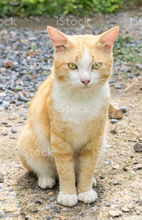 foto kucing duduk  koleksi gambar