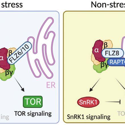 Model For The Snrk Tor Flz Signaling Network Under Unfavorable