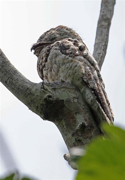 Great Potoo Bird Pictures - AZ Animals