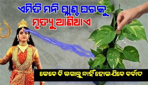 ଏପରି ମନୀ ପ୍ଲାଣ୍ଟ ଘରେ ଭୁଲରେ ବି ଲଗାନ୍ତୁ ନାହିଁ । ନଚେତ ଘରେ ହୋଇଥାଏ ମୃତ୍ୟୁ