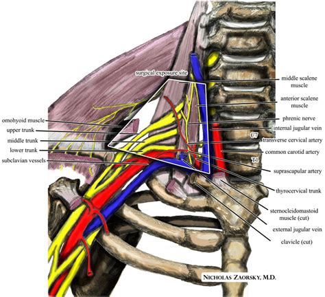 Thoracic Outlet Syndrome Emg Ncv