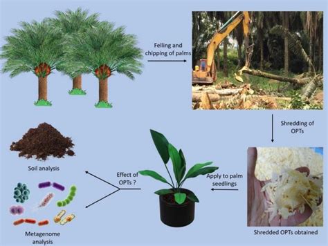 Oil Palm Project The Ecobiomaterial Laboratory