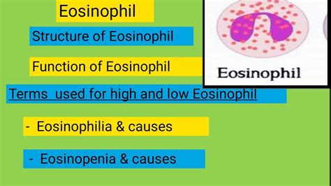 Eosinophils||causes of High and low Eosinophils - YouTube