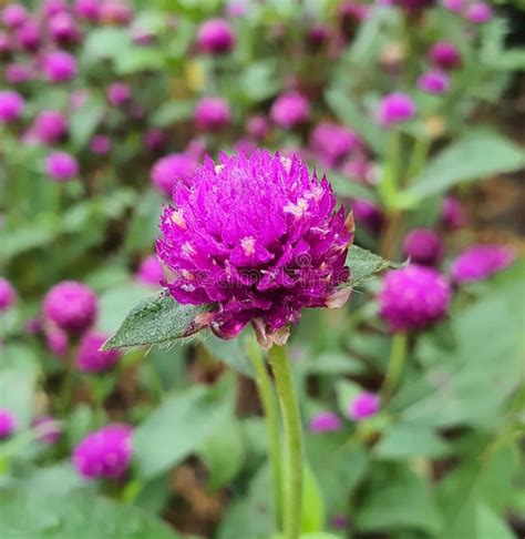 Purple Button Flowers in the Garden Stock Photo - Image of flowers ...