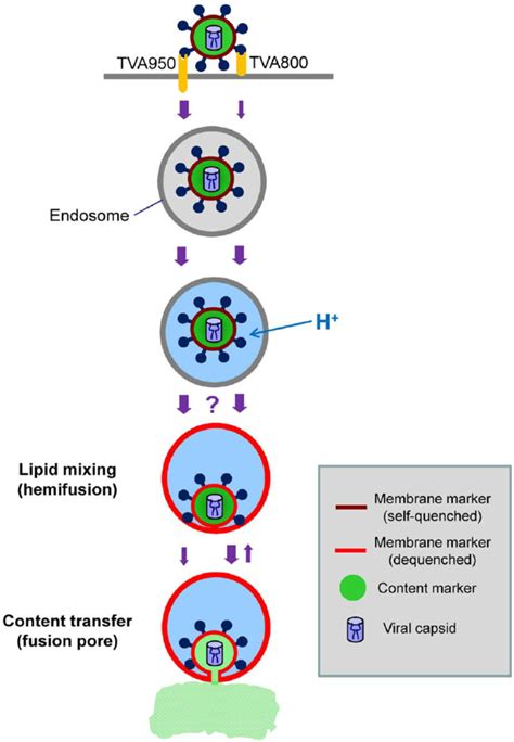 Schematic Illustration Of Aslv Entry And Fusion Through Alternative