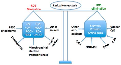 Ijms Free Full Text The Role Of Oxidative Stress And Antioxidants