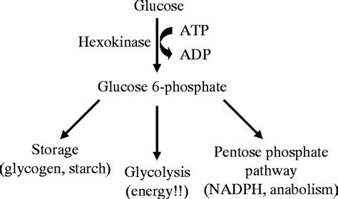 Isozymes Of Mammalian Hexokinase Structure Subcellular Localization