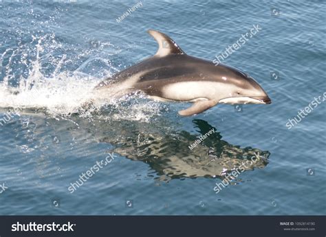 151 Pacific White Sided Dolphin Images, Stock Photos & Vectors ...