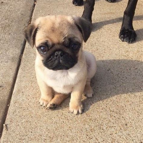 15 Of The Cutest Pug Puppies To Brighten Your Day 15 Pictures