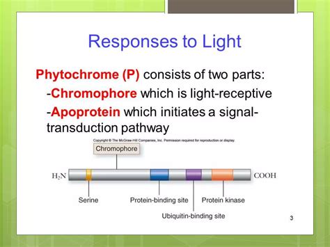 Phytochrome Structure And Function By Nour Deeb Ppt