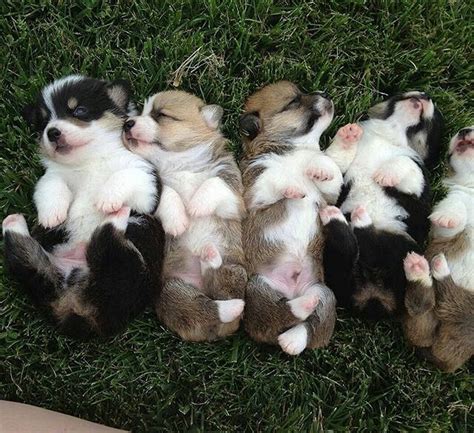 Mini Corgi Puppies For Sale