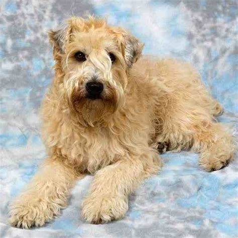 Soft Coated Wheaten Terriers For Adoption Near You Rehome Or Adopt A