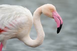 Greater Flamingo Phoenicopterus Roseus Photograph By Panoramic Images