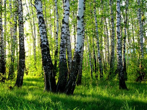 Wallpaper Birch Grove Summer Forest 2560x1920 Hd Picture Image