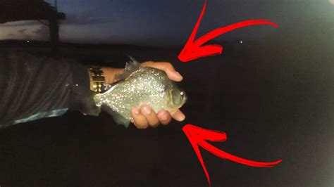 Primeira Pescaria De Piranha Branca No Rio S O Francisco Pesca